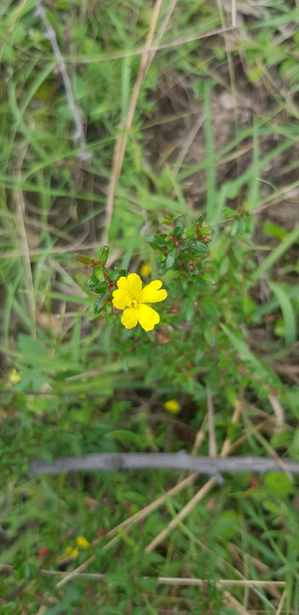 Image of Hibbertia empetrifolia subsp. empetrifolia