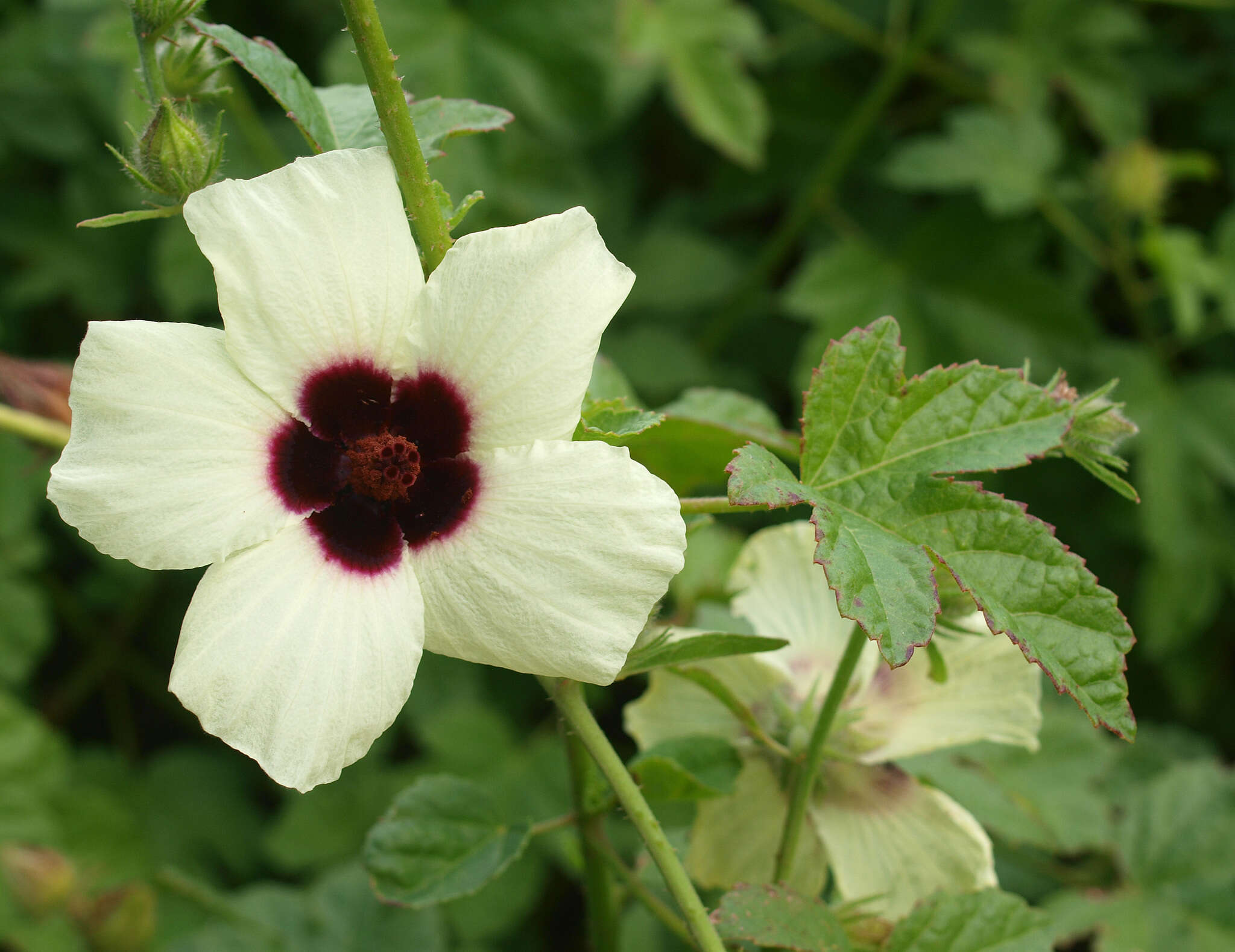 Image of Hibiscus diversifolius Jacq.