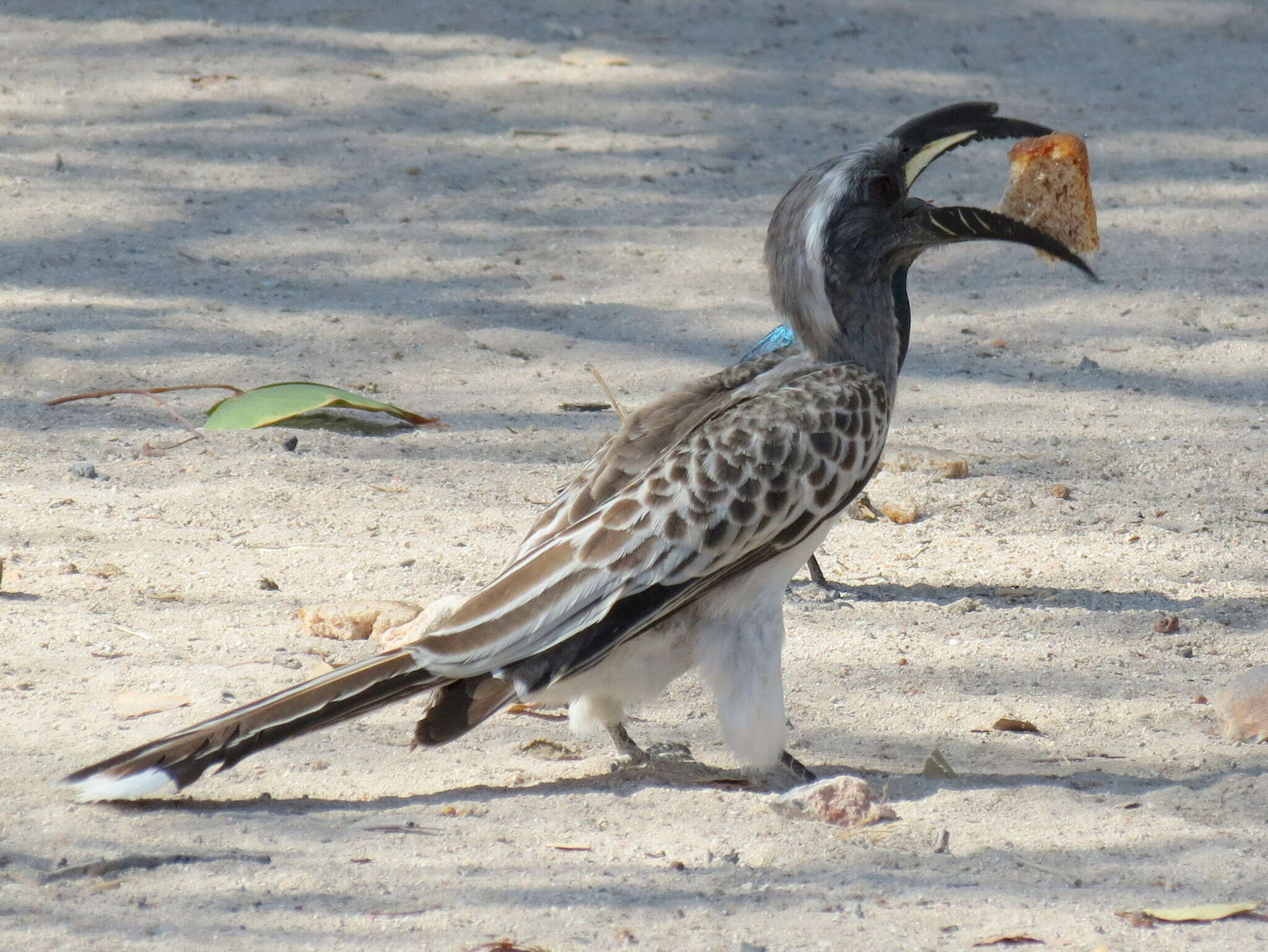 Image of Lophoceros nasutus nasutus (Linnaeus 1766)