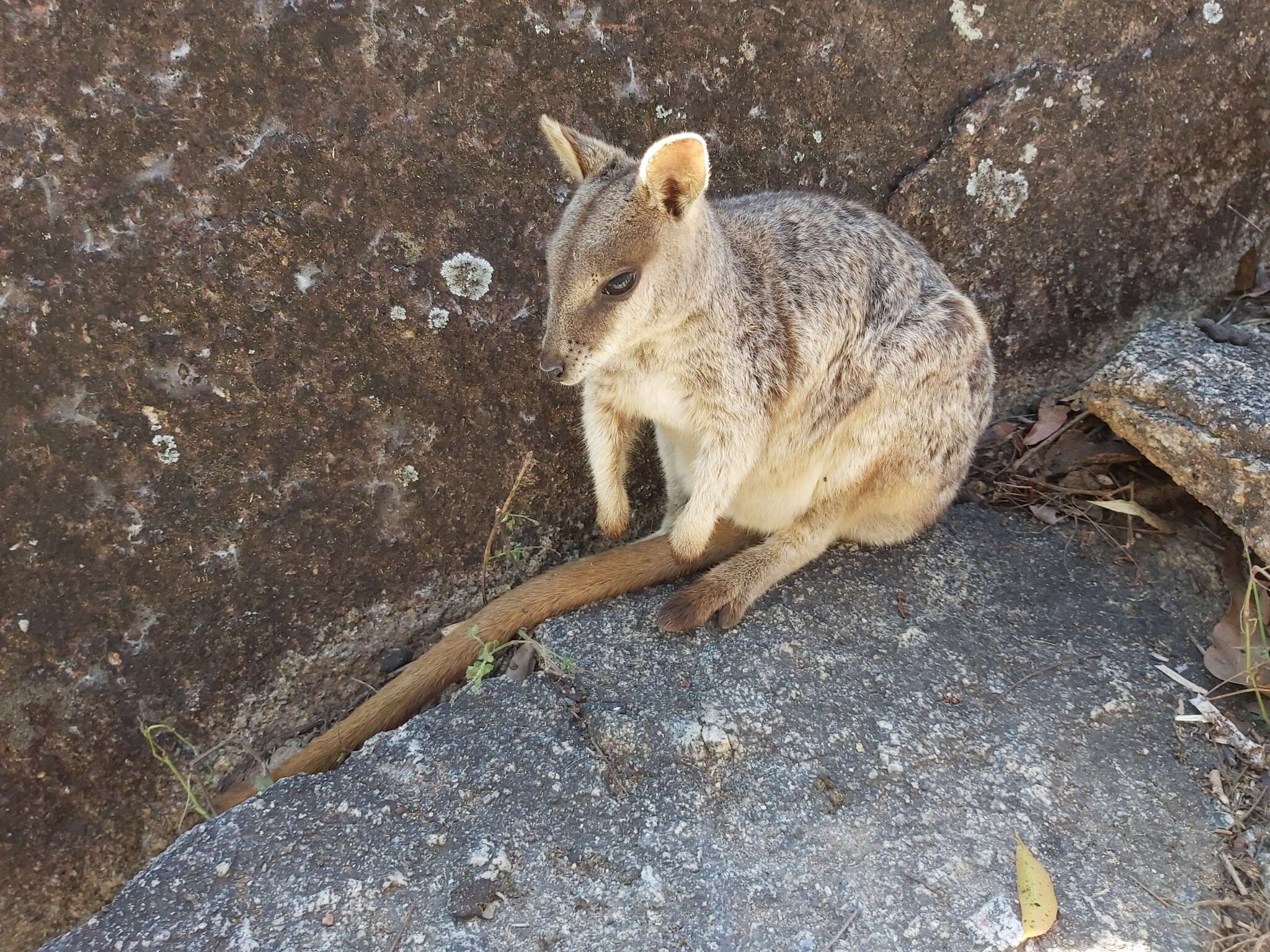 Image of Mareeba Rock Wallaby