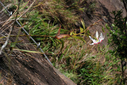 Image of Lilium speciosum var. gloriosoides Baker