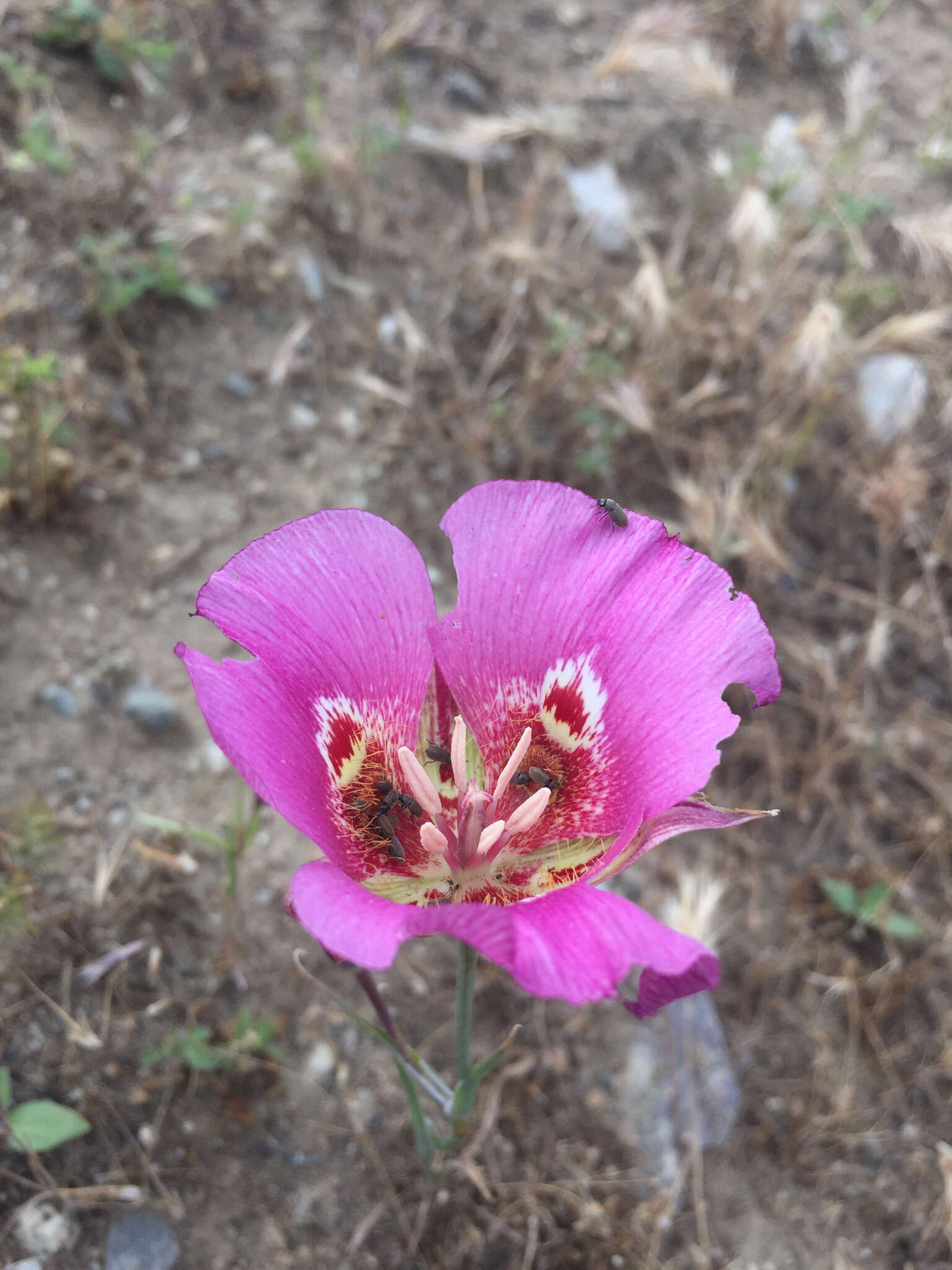 Image of butterfly mariposa lily