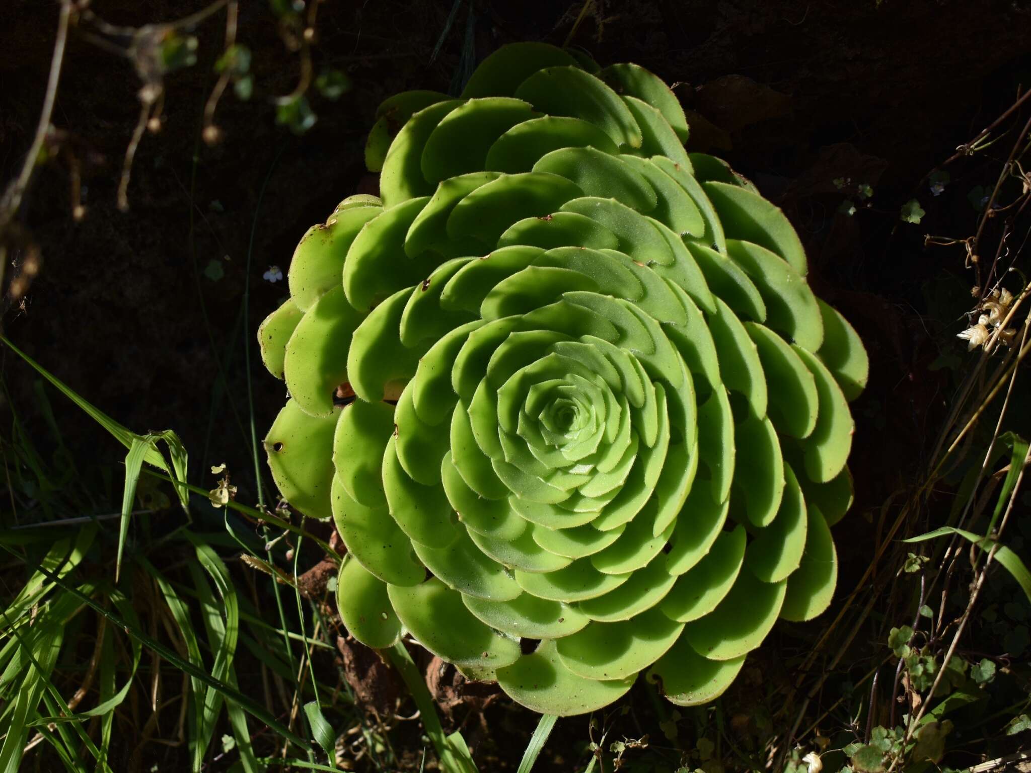 Image of Aeonium glandulosum (Ait.) Webb & Berth.