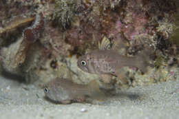 Image of Orange cardinalfish