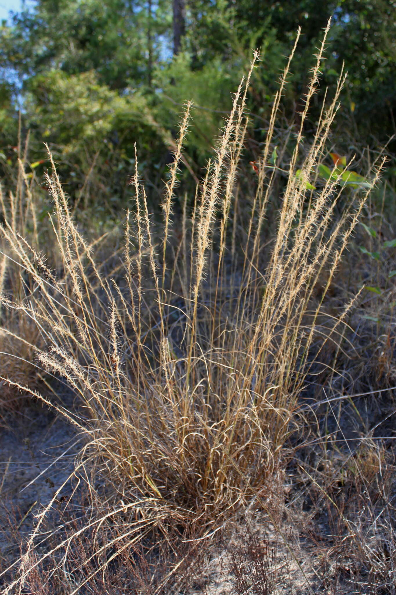 Imagem de Aristida purpurascens Poir.