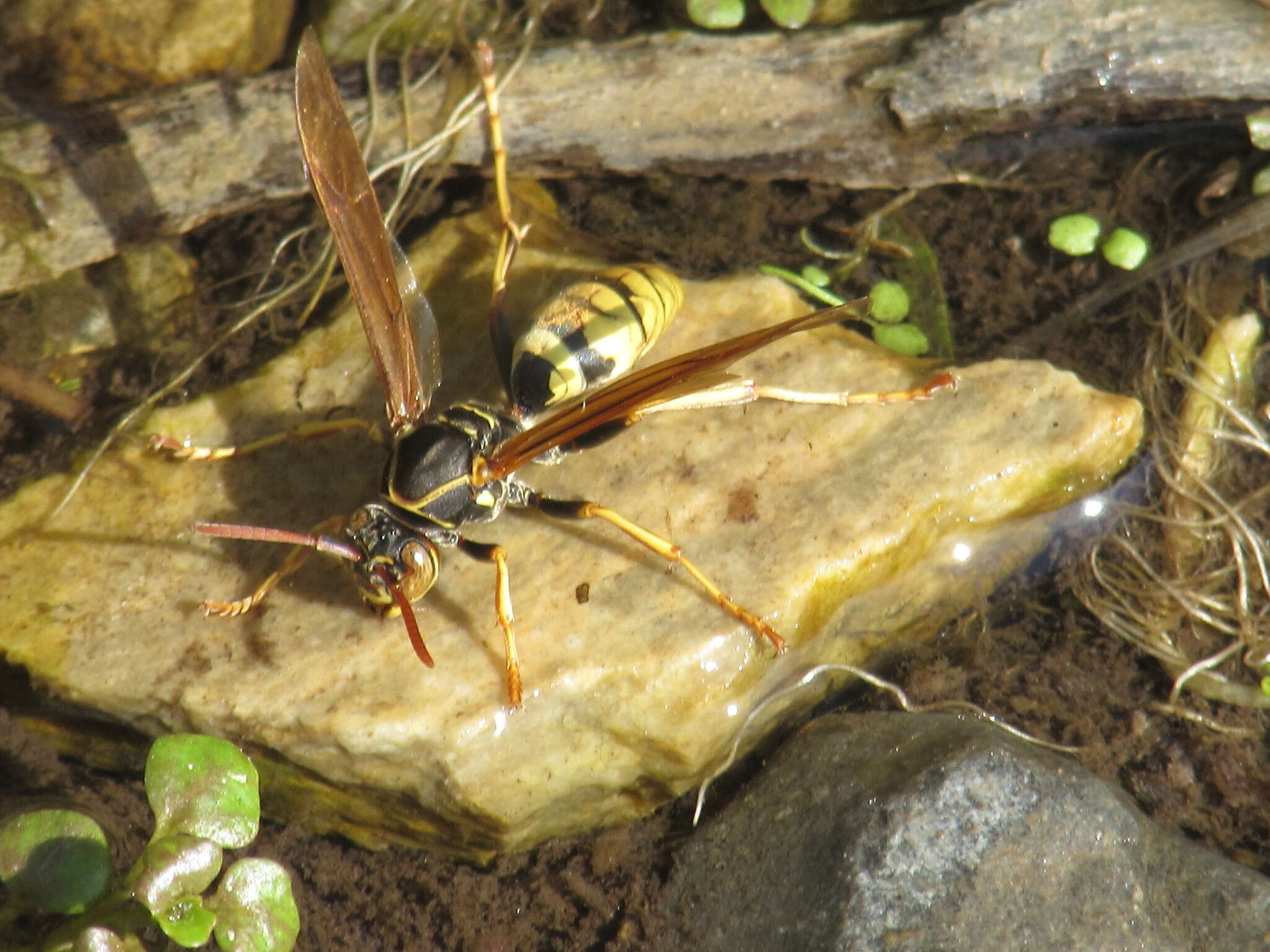 Image of Wasp