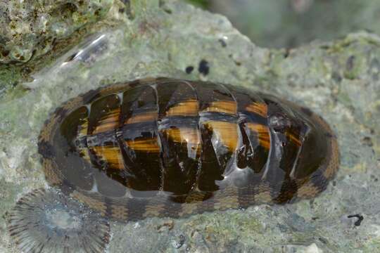 Image of marbled chiton