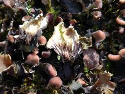 Imagem de Peltigera rufescens (Weiss) Humb.