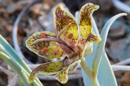 Image of Talus Fritillary