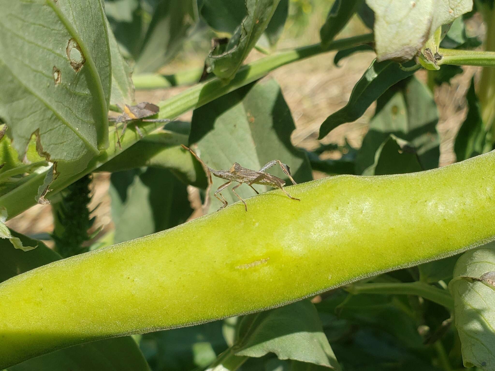 Image of Leaf-footed bug