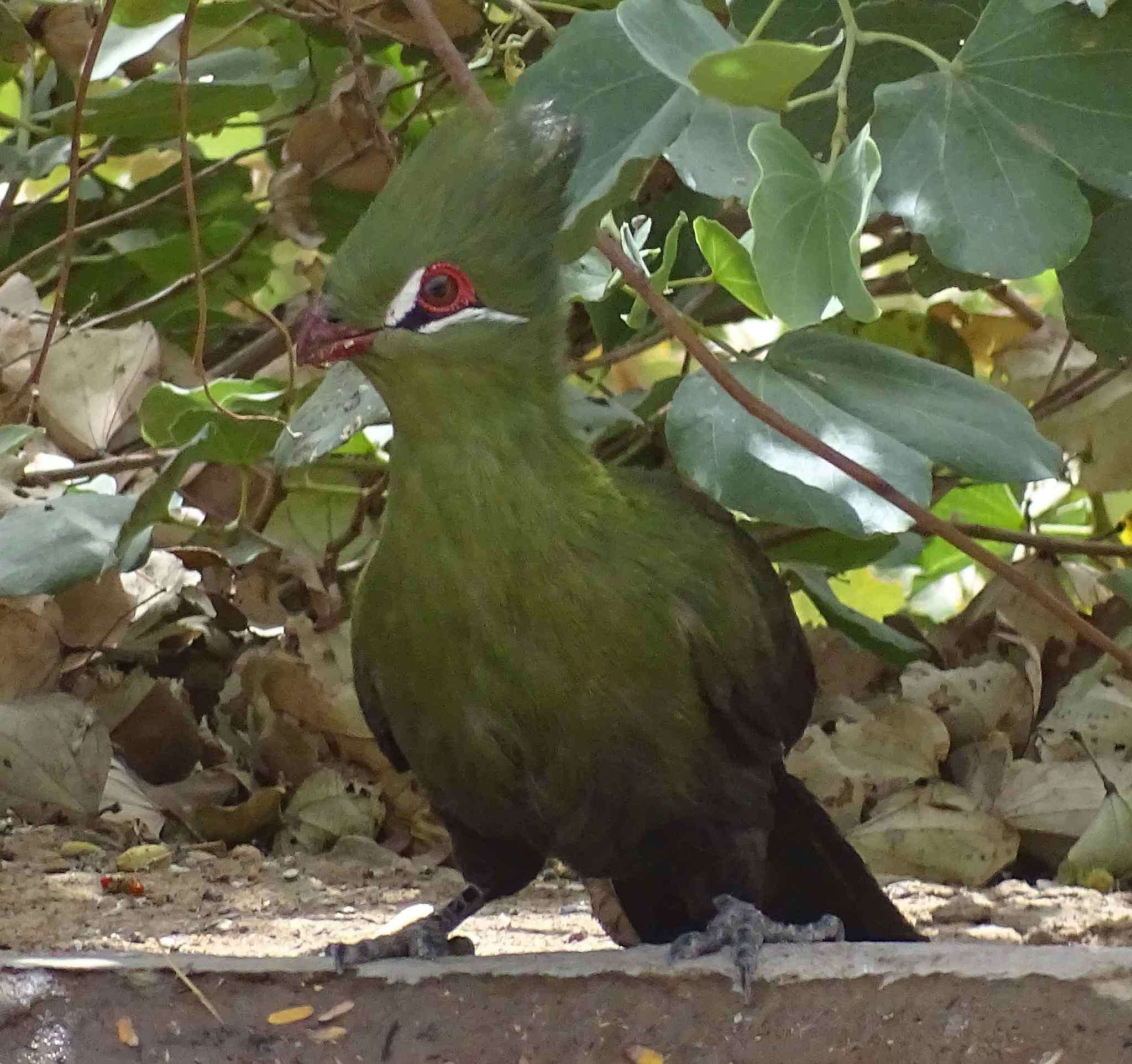 Image of Green Turaco