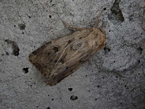 Image de Spodoptera depravata Butler 1879