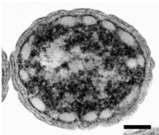Image of <i>Chlorobaculum tepidum</i>