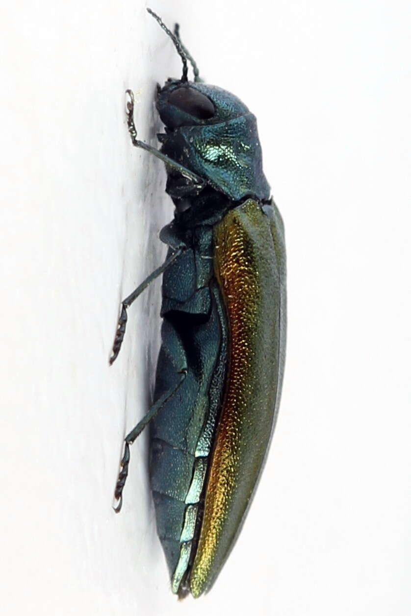 Imagem de Agrilus subauratus Gebler 1833