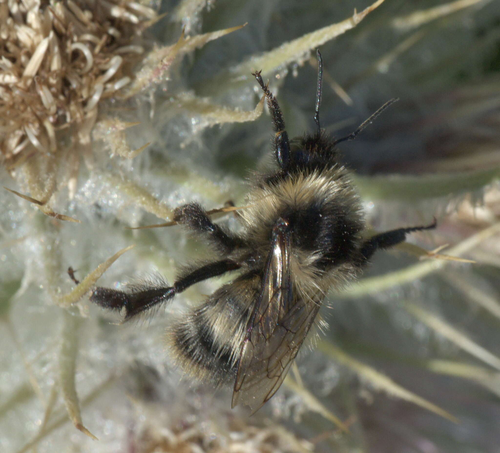 Image of Bombus kirbiellus Curtis 1835