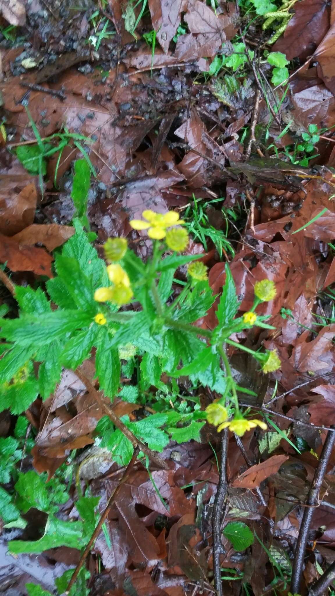 Imagem de Geum macrophyllum Willd.