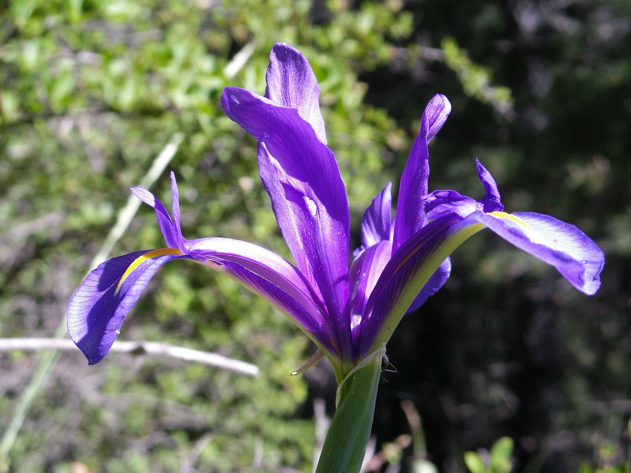 Image of Spanish iris