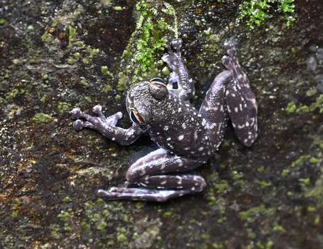 Image of Sabah Splash Frog