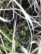 Image of Cow-horn Bog-moss