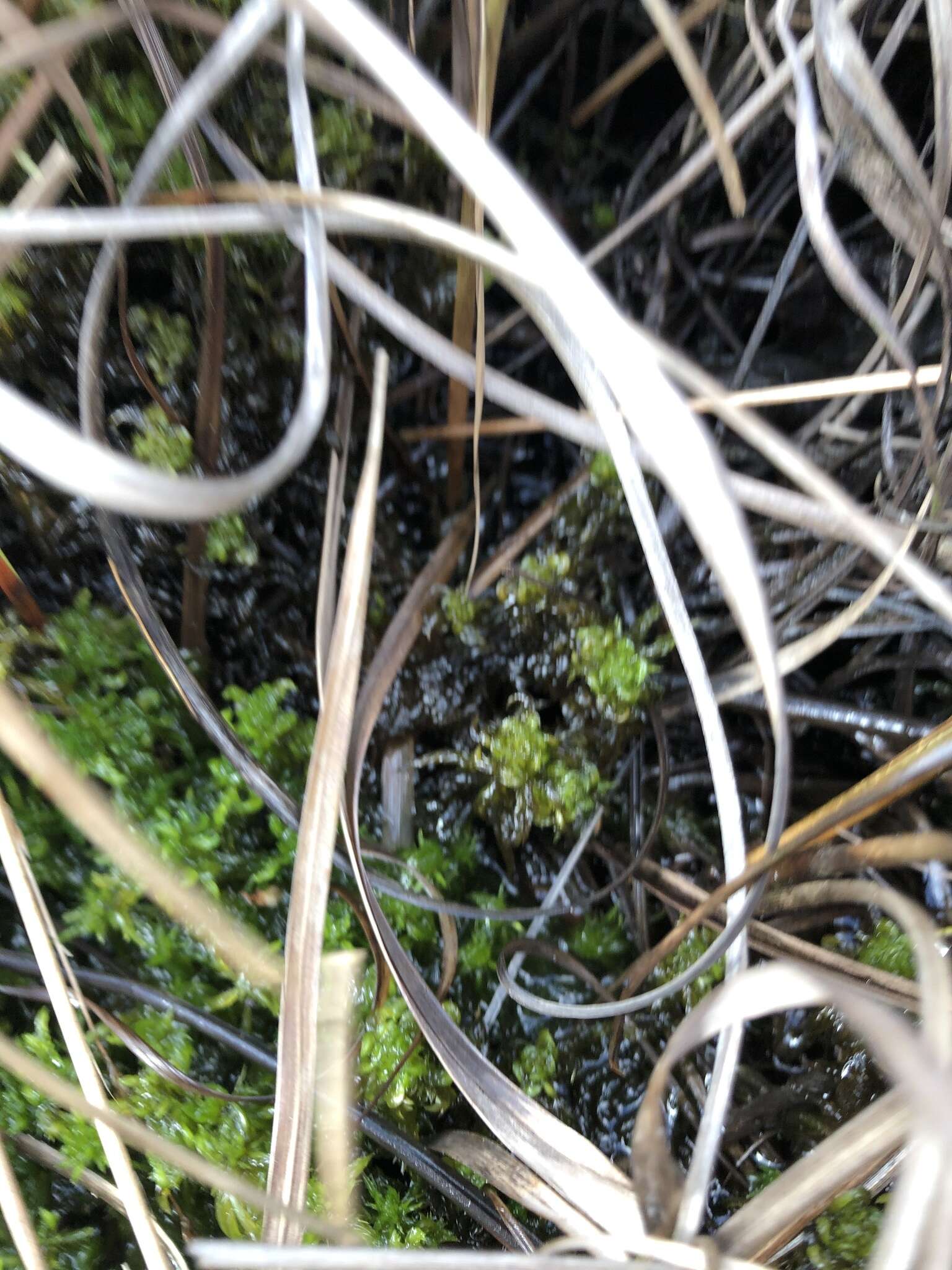 Sphagnum denticulatum Bridel 1826的圖片