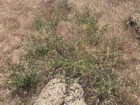 Image of Mokiak milkvetch