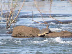 Image of William’s South-American Side-necked Turtle