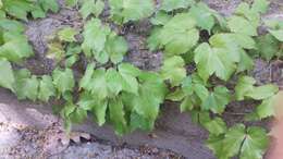 Parthenocissus tricuspidata (Siebold & Zucc.) Planchon resmi