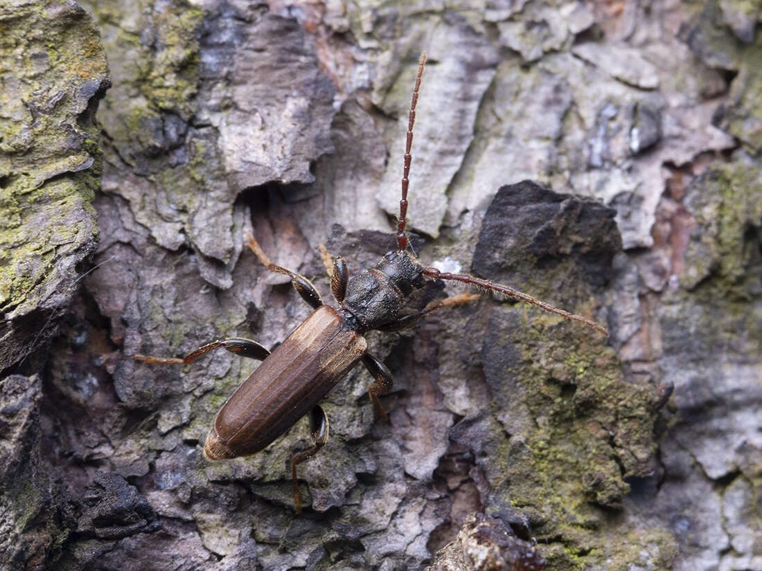 Image of Brown spruce longhorn beetle