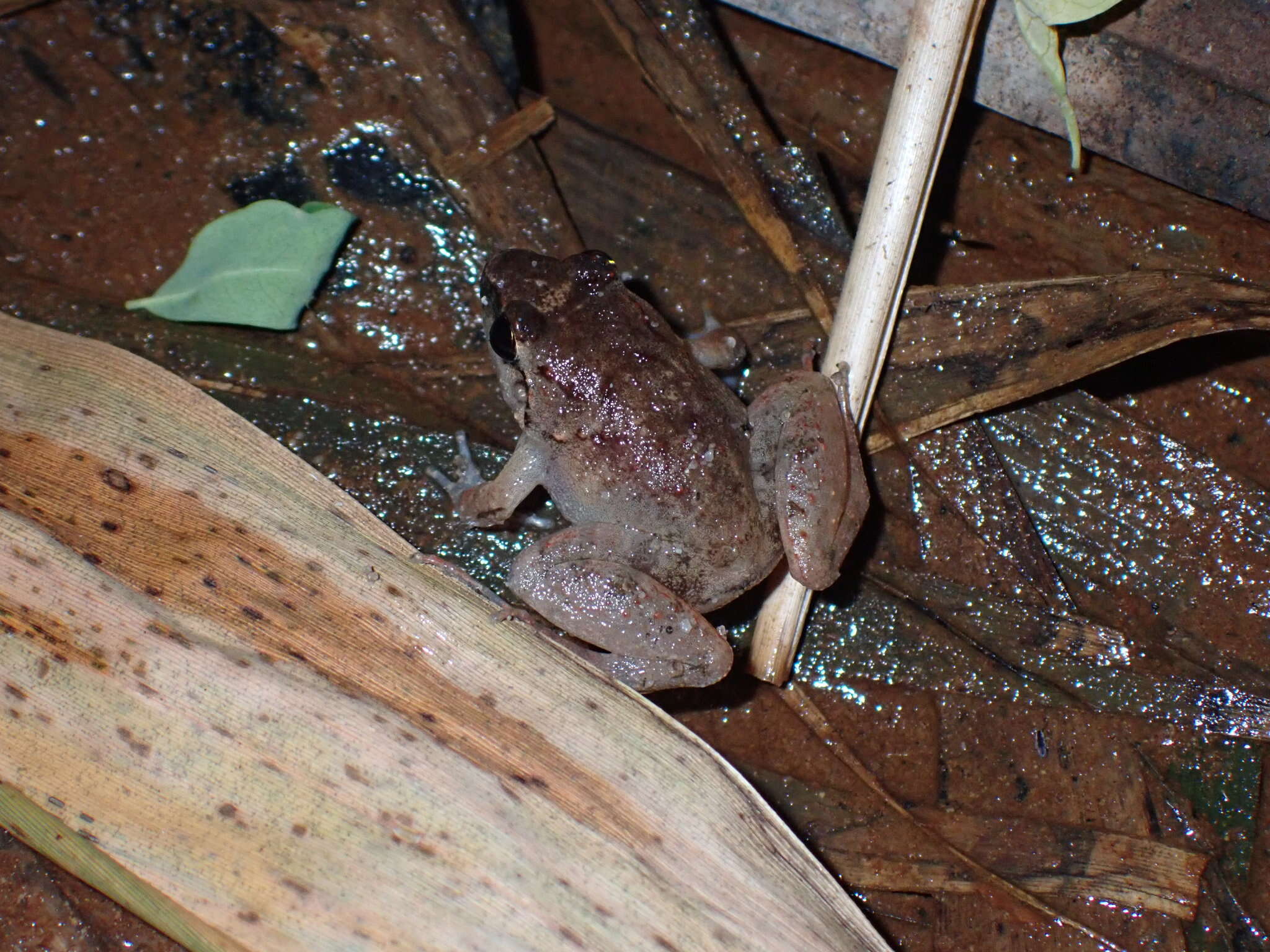 Image of Hasche's Frog