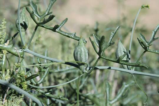 Image of Corallocarpus welwitschii (Naud.) Hook. fil.