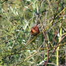 Image of Southern African Firefinch