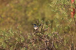 صورة Aphelocoma californica hypoleuca Ridgway 1887