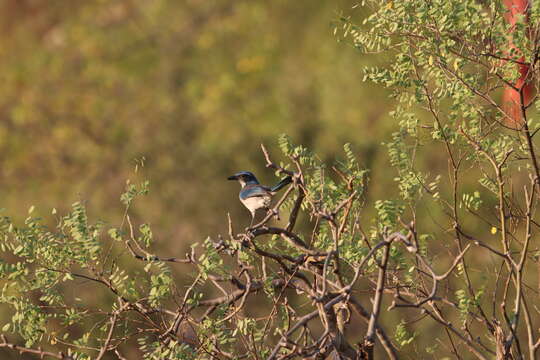 Sivun Aphelocoma californica hypoleuca Ridgway 1887 kuva