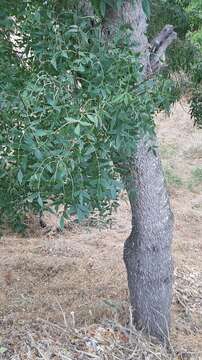 Image of Narrow-leafed Ash