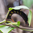 Image of <i>Macroglossum <i>corythus</i></i> corythus