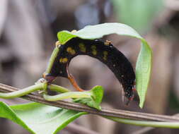 Image of <i>Macroglossum <i>corythus</i></i> corythus