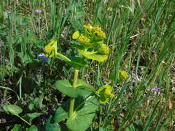 Image of Smyrnium perfoliatum subsp. rotundifolium (Mill.) Bonnier & Layens