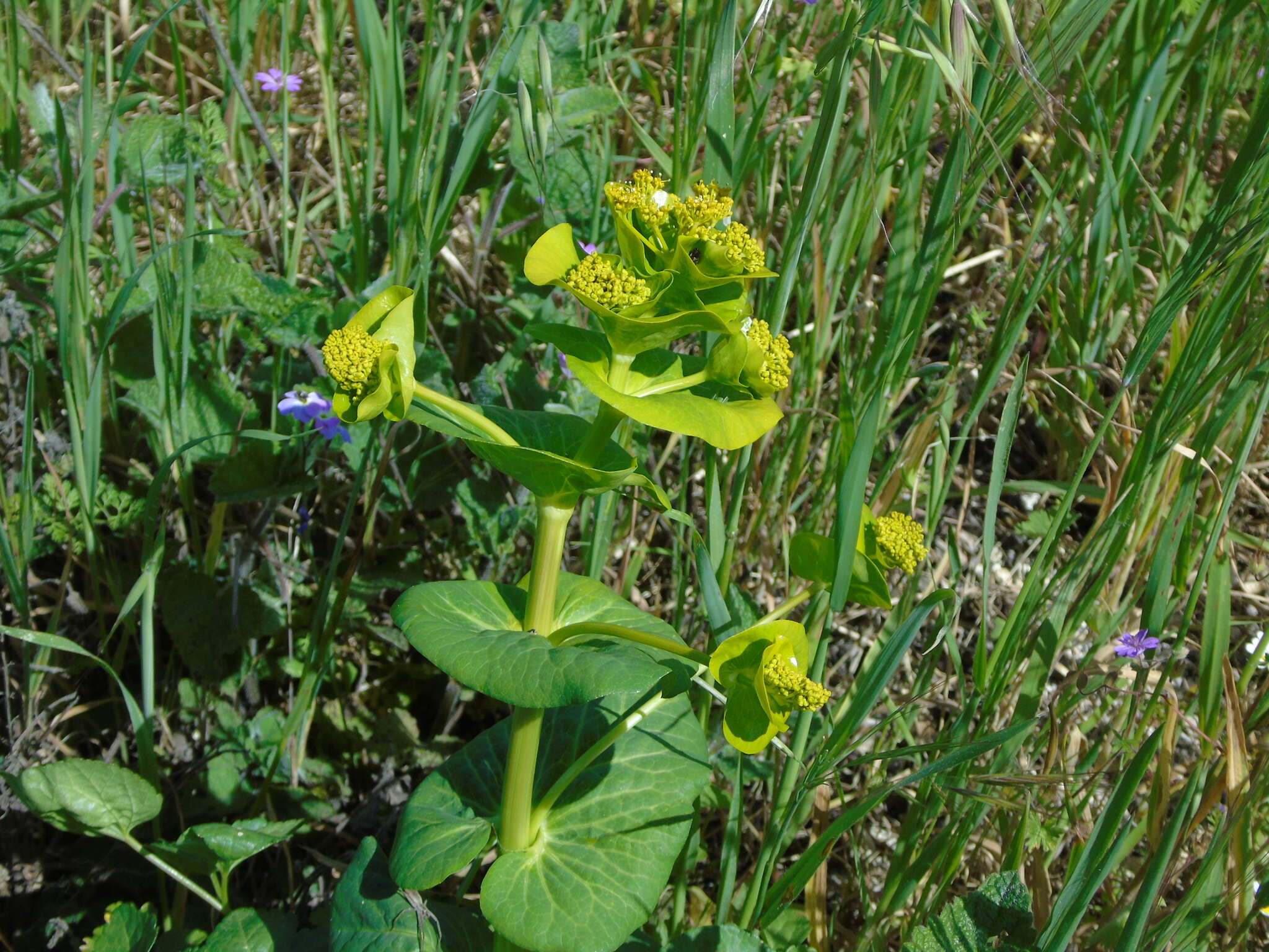 Image of Smyrnium perfoliatum subsp. rotundifolium (Mill.) Bonnier & Layens