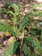 Image of Austroblechnum lechleri subsp. lechleri