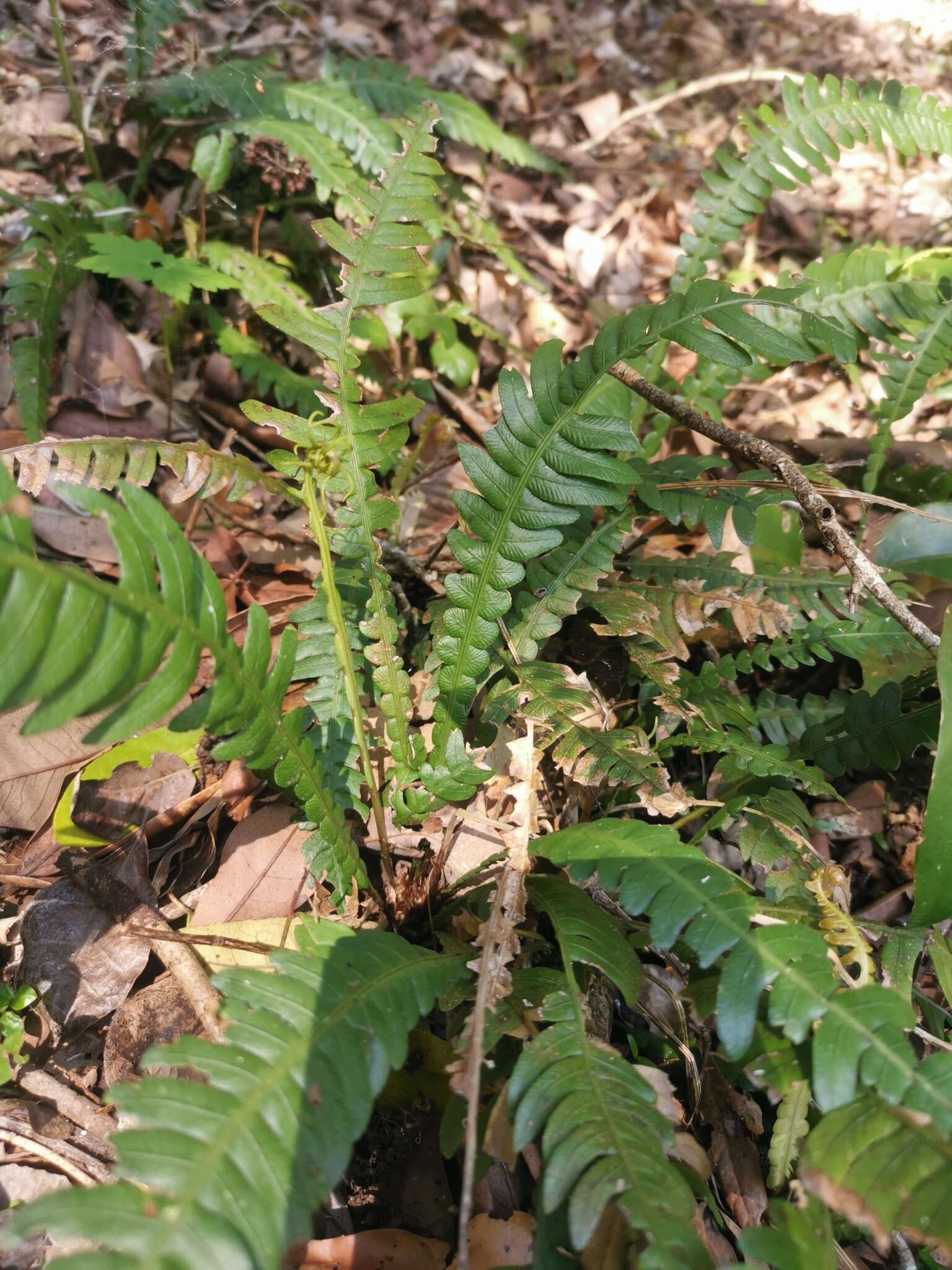 Image of Austroblechnum lechleri subsp. lechleri