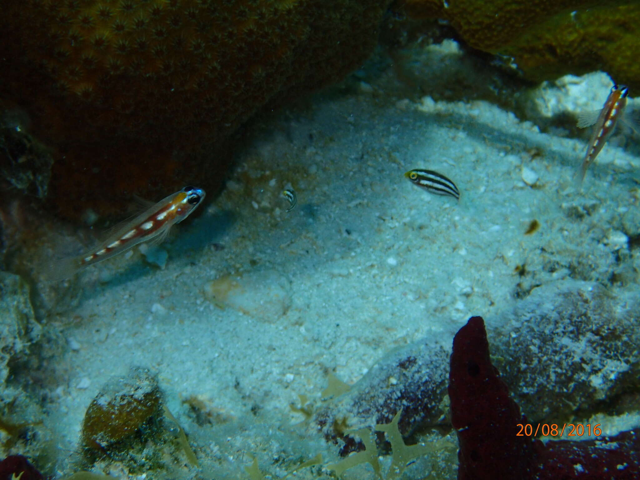 Image of Glass Goby