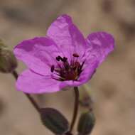 Sivun Erodium crassifolium (Forsk.) L'Hér. kuva