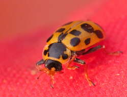 Image of 13-spot ladybird