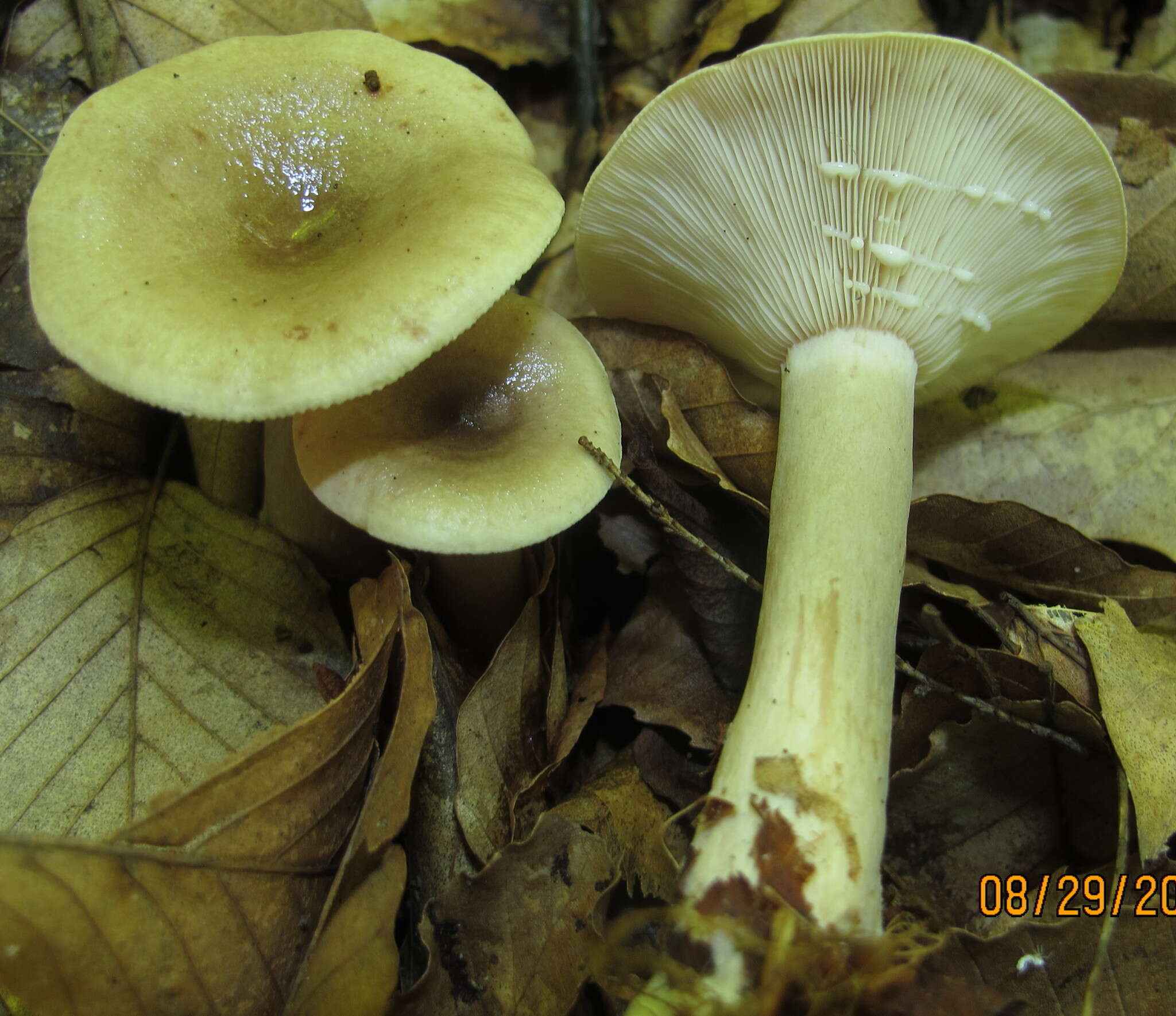 Imagem de Lactarius cinereus Peck 1872