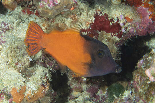 Image of Black-headed Leatherjacket