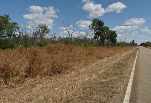 Plancia ëd Themeda quadrivalvis (L.) Kuntze