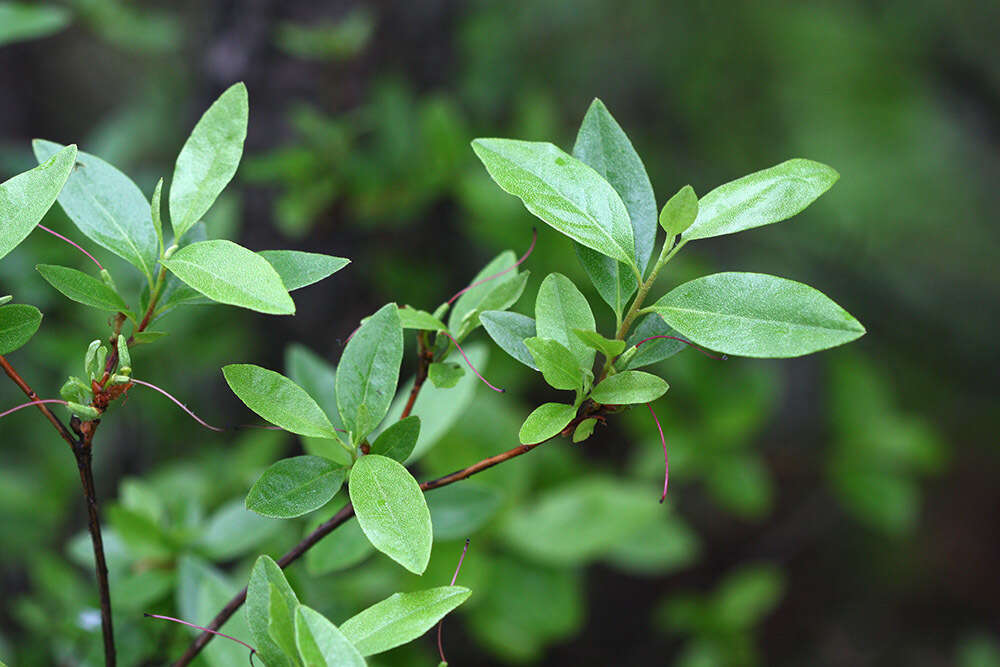 Image de Rhododendron mucronulatum Turcz.