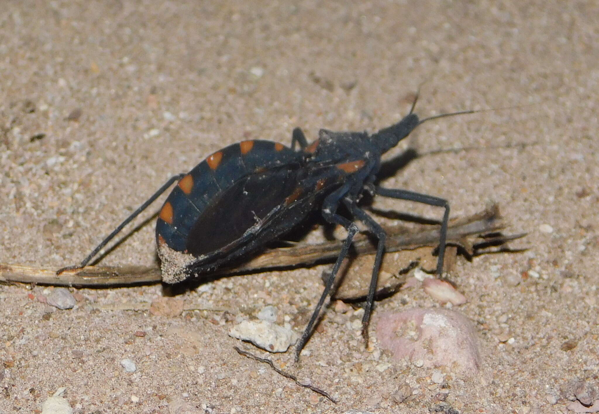 Image of Meccus longipennis (Usinger 1939)