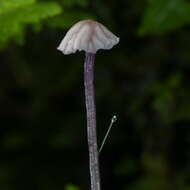 Image of Laccaria masoniae G. Stev. 1964