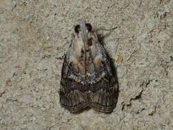 Image of Double-humped Pococera Moth